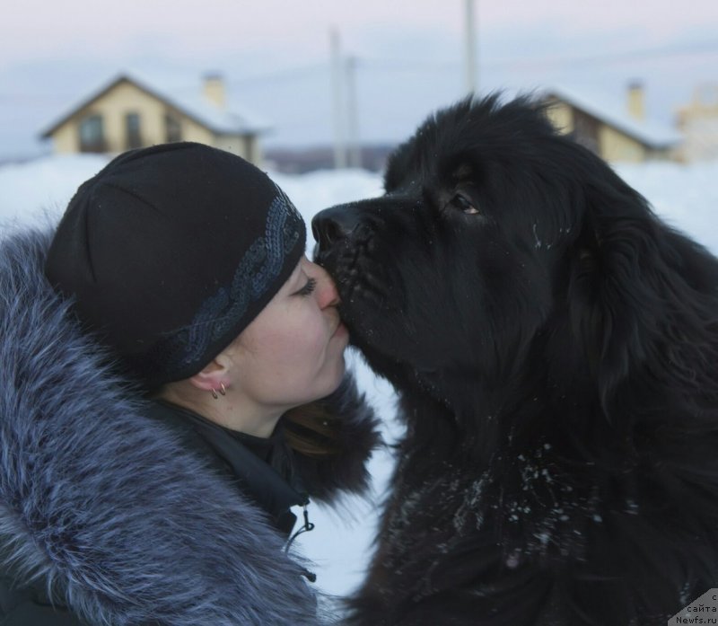 Фото: ньюфаундленд Kiper Soul Simba (Кипер Соул Симба), Elena Kazanceva (Елена Казанцева)