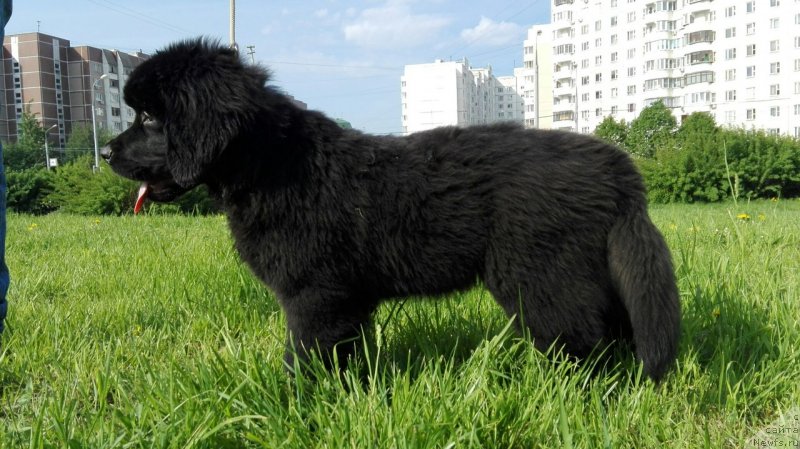 Фото: ньюфаундленд Perl of Sia Dips Jizel' (Перл оф Сиа Дипс Жизель)