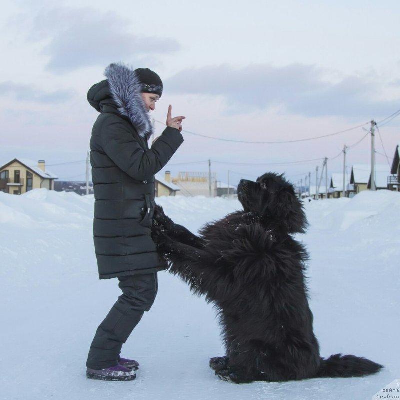 Фото: ньюфаундленд Kiper Soul Simba (Кипер Соул Симба)