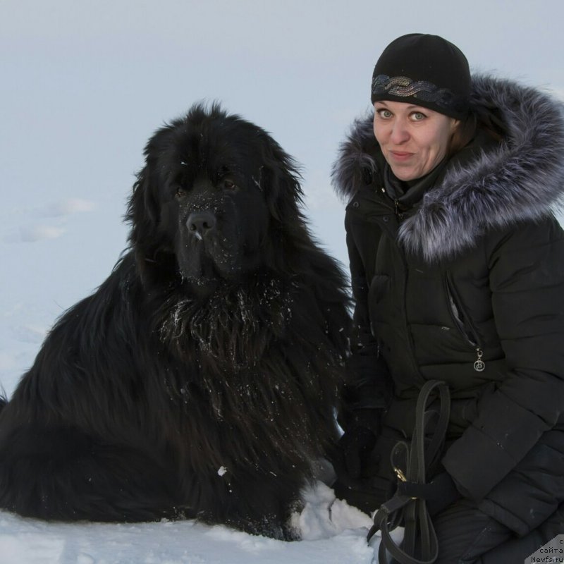 Фото: ньюфаундленд Kiper Soul Simba (Кипер Соул Симба)