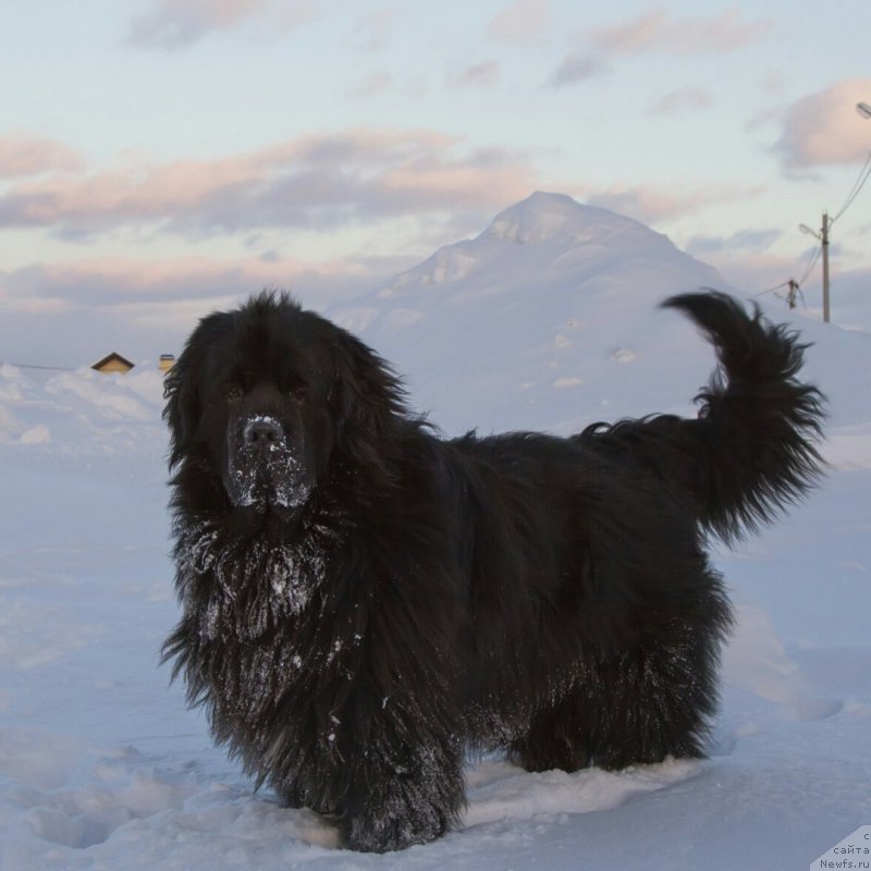 Фото: ньюфаундленд Kiper Soul Simba (Кипер Соул Симба)
