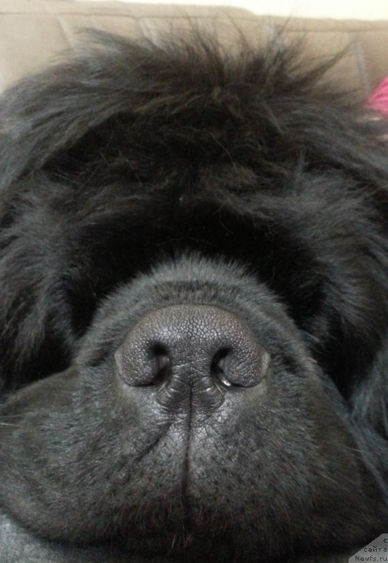 Фото: ньюфаундленд Kiper Soul Simba (Кипер Соул Симба)