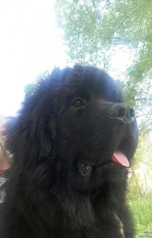 Фото: ньюфаундленд Belkonder-Klab Marsel'eza (Белкондер-Клаб Марсельеза)