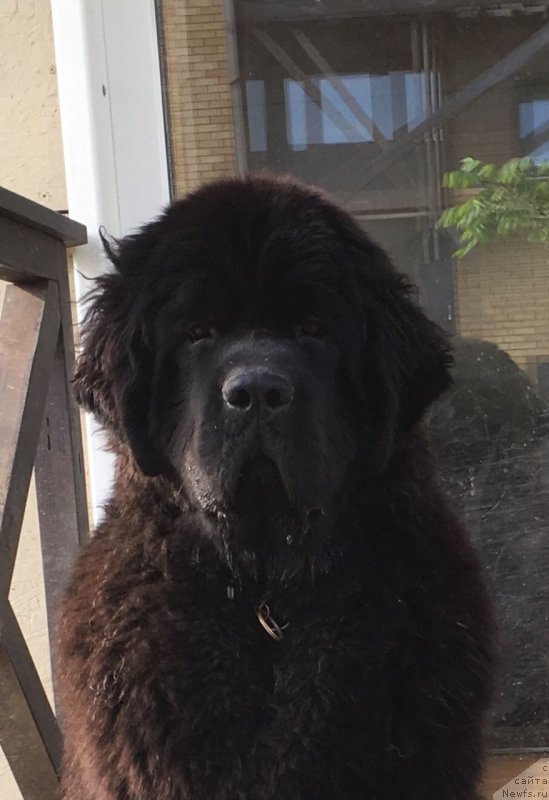 Фото: ньюфаундленд Stealbears Albachiara (Стеалбеарс Альбакьяра)