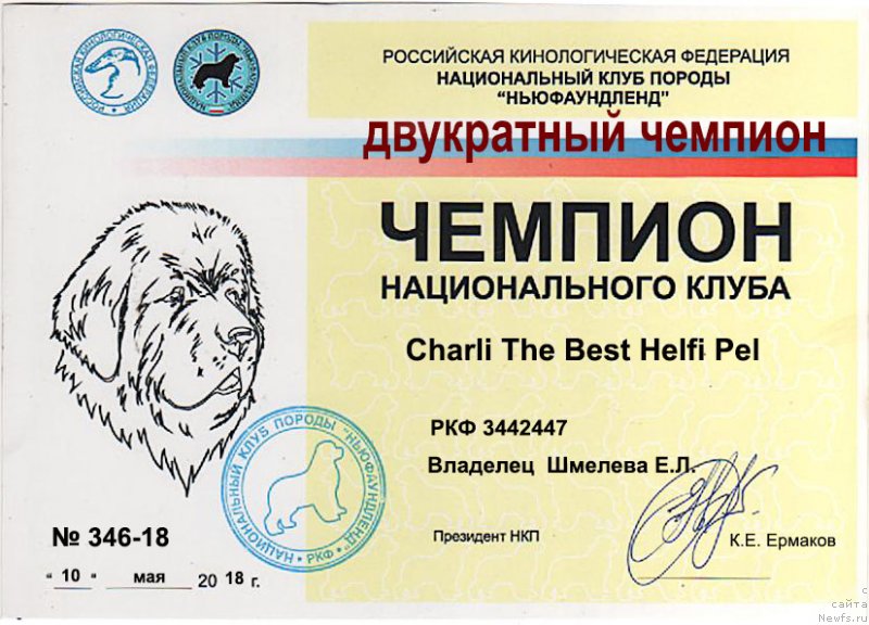 Фото: ньюфаундленд Charli The Best Helfi Pel (Чарли Де Бест Хелфи Пэл)