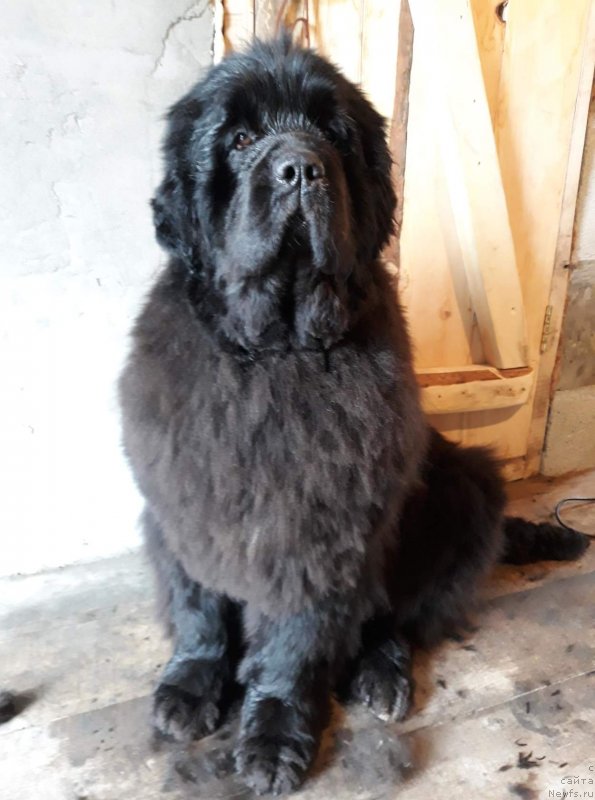 Фото: ньюфаундленд Vip Kollekshn Alaniya (Вип Коллекшн Алания)