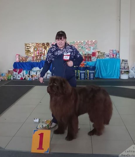 Фото: ньюфаундленд Hakku Shokoladnyy Medved (Хакку Шоколадный Медведь)