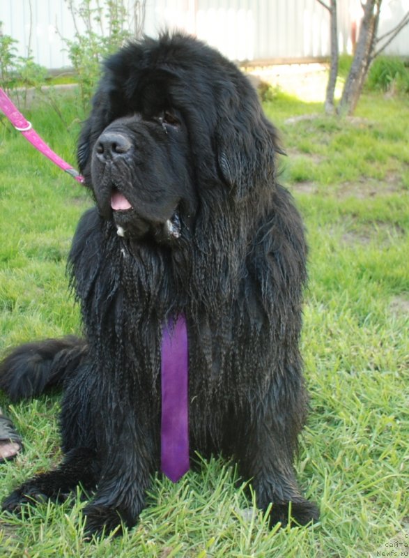 Фотография № 235963