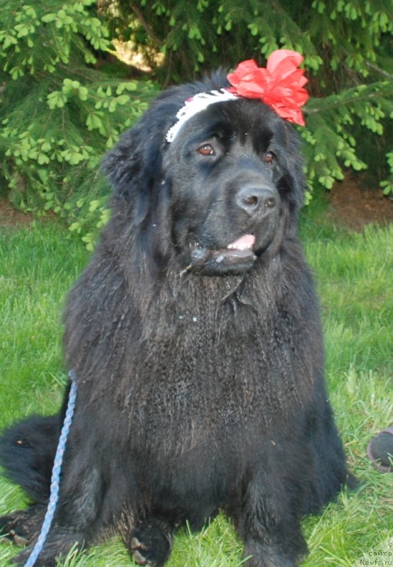 Фотография № 235964