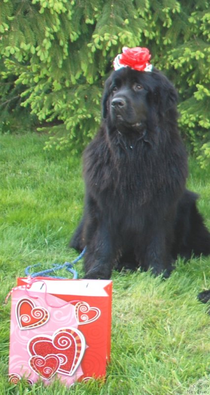 Фотография № 235965