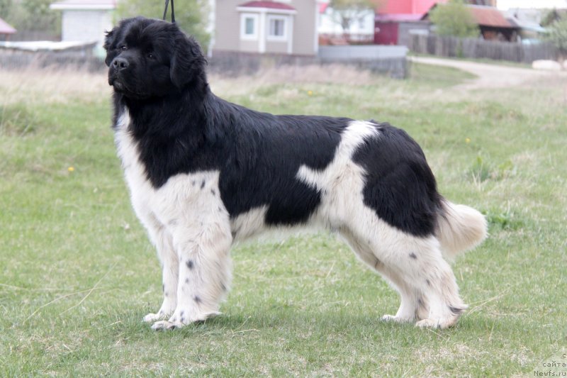 Фото: ньюфаундленд Akvian Song Sanshayn (Аквиан Сонг Саншайн)