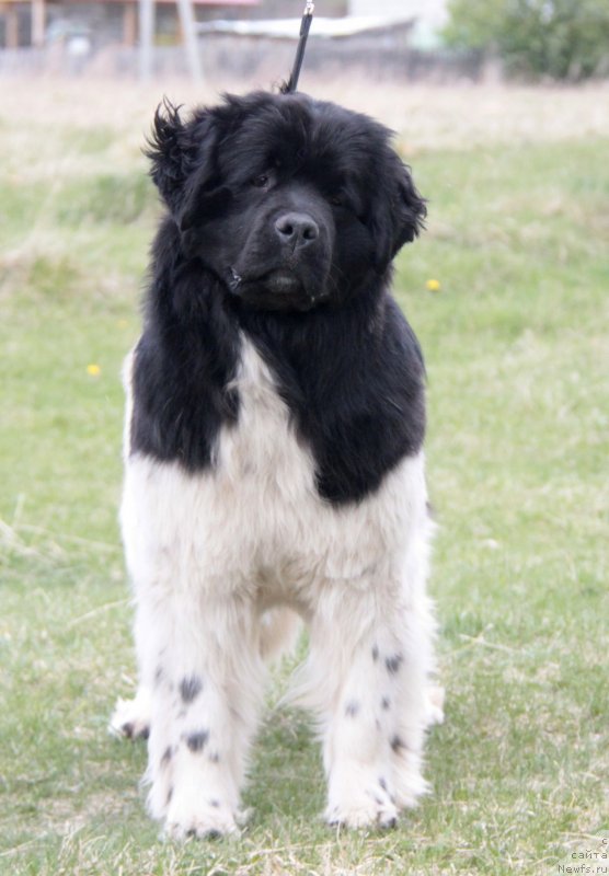 Фото: ньюфаундленд Akvian Song Sanshayn (Аквиан Сонг Саншайн)