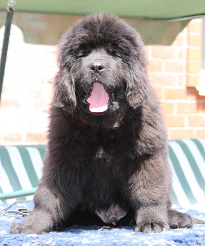 Фото: ньюфаундленд Super Premium YAshata no Oroti (Супер Премиум Яшата но Ороти)