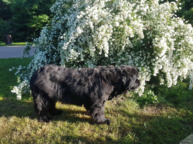 Фото: ньюфаундленд Sent Djons Gvendolin Glorius Garden (Сент Джонс Гвендолин Глориус Гарден)
