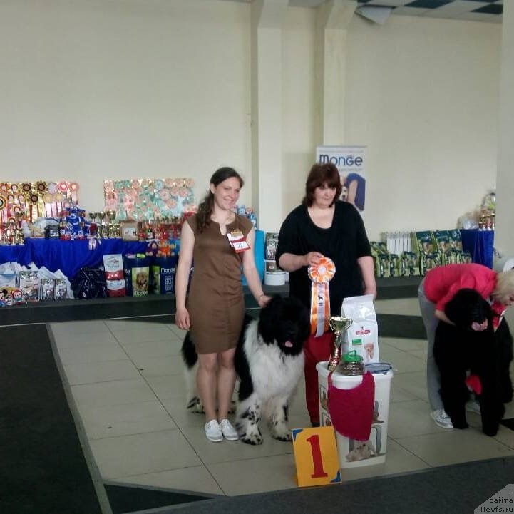 Фото: ньюфаундленд Terra Victoria Zest of Cake (Терра Виктория Зест оф Кейк), Valeriya Rakuta (Валерия Ракута)