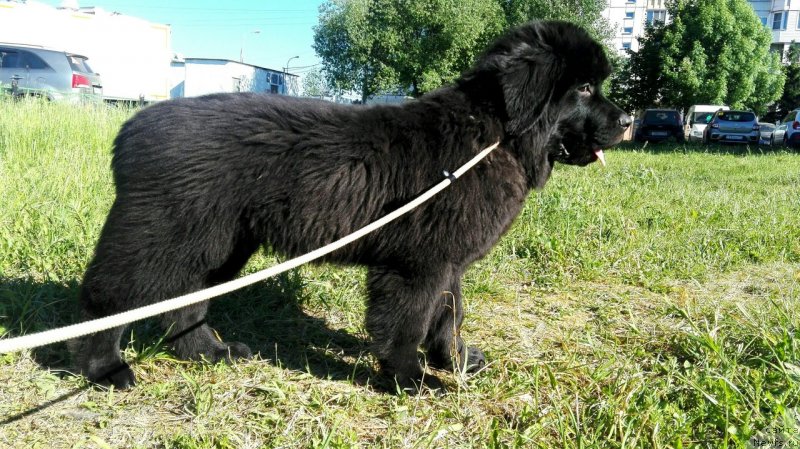 Фото: ньюфаундленд Perl of Sia Dips Jizel' (Перл оф Сиа Дипс Жизель)