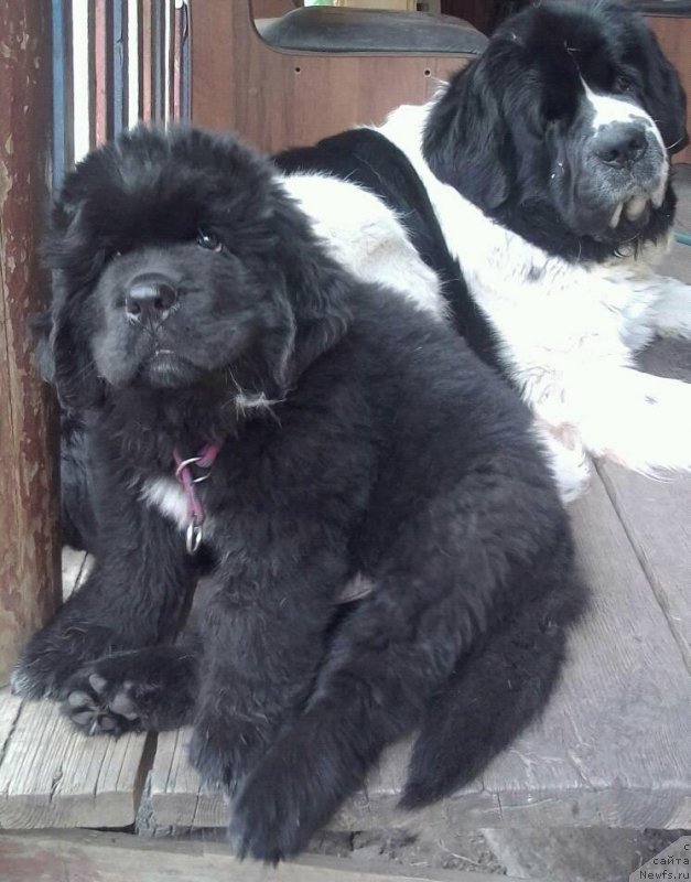Фото: ньюфаундленд Korolevich Elisey ot Sibirskogo Medvedya (Королевич Елисей от Сибирского Медведя)