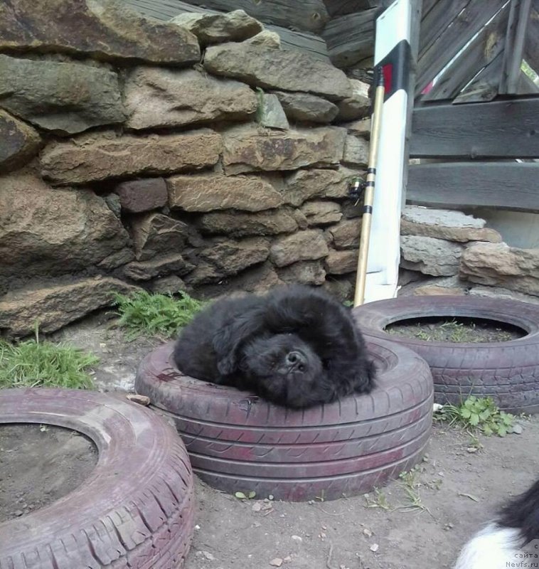 Фото: ньюфаундленд Korolevich Elisey ot Sibirskogo Medvedya (Королевич Елисей от Сибирского Медведя)