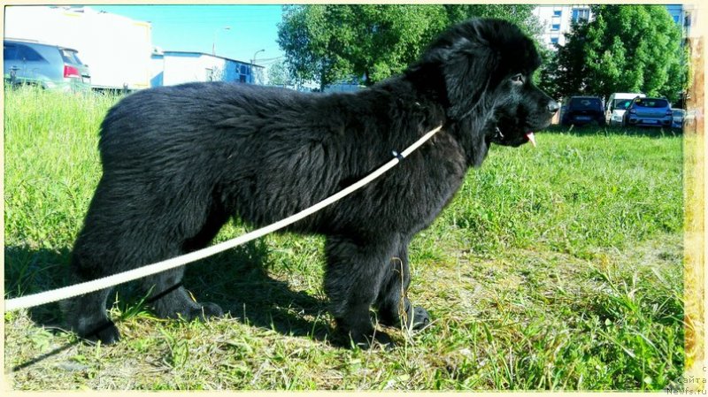 Фото: ньюфаундленд Perl of Sia Dips Jizel' (Перл оф Сиа Дипс Жизель)