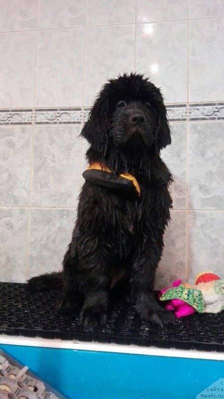 Фото: ньюфаундленд Perl of Sia Dips Jizel' (Перл оф Сиа Дипс Жизель)