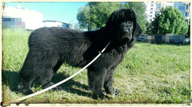 Фото: ньюфаундленд Perl of Sia Dips Jizel' (Перл оф Сиа Дипс Жизель)