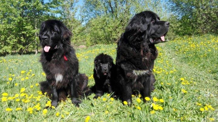Фото: ньюфаундленд My Frend Newfy' Abigail Miss Churchill, ньюфаундленд Perl of Sia Dips Jizel' (Перл оф Сиа Дипс Жизель), ньюфаундленд Arna (Арна)