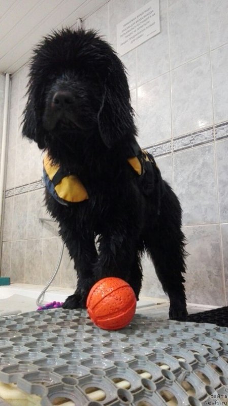 Фото: ньюфаундленд Perl of Sia Dips Jizel' (Перл оф Сиа Дипс Жизель)