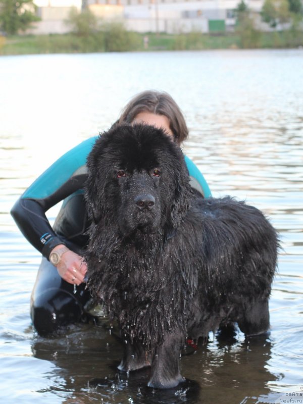 Фото: ньюфаундленд Super Premium Excellent Excess (Супер Премиум Экселенс Эксесс)