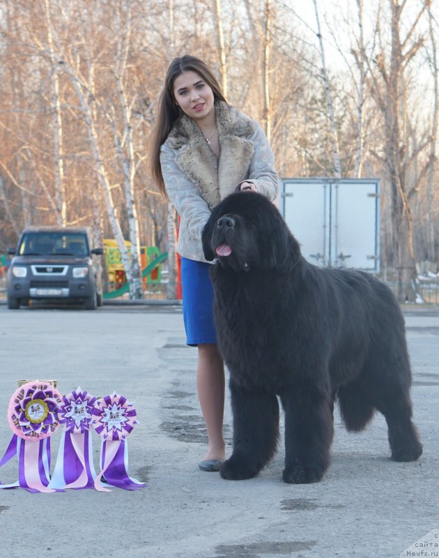 Фото: ньюфаундленд Aquatoriya Kelvin Zheneral (Акватория Келвин Женераль)