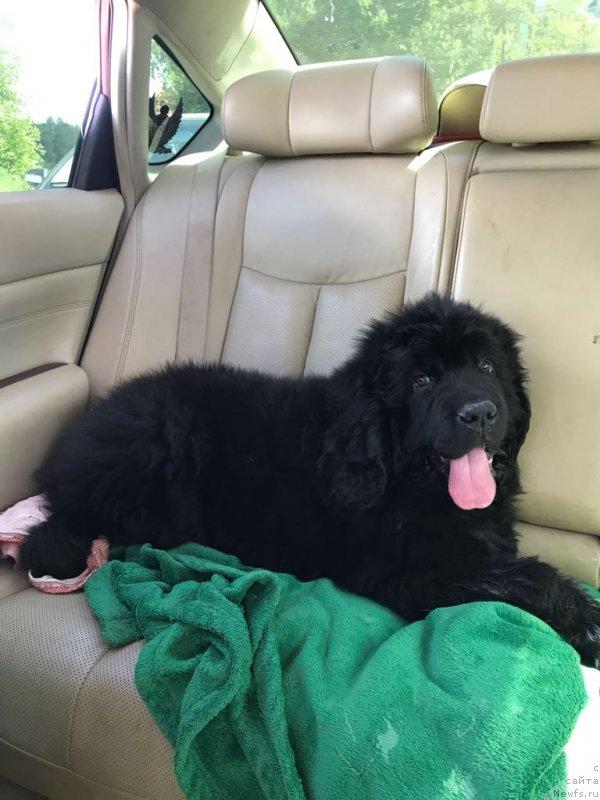 Фото: ньюфаундленд Brownblood MSK Martin Courageous Guy (Браунблад МСК Мартин Корэйджес Гай)