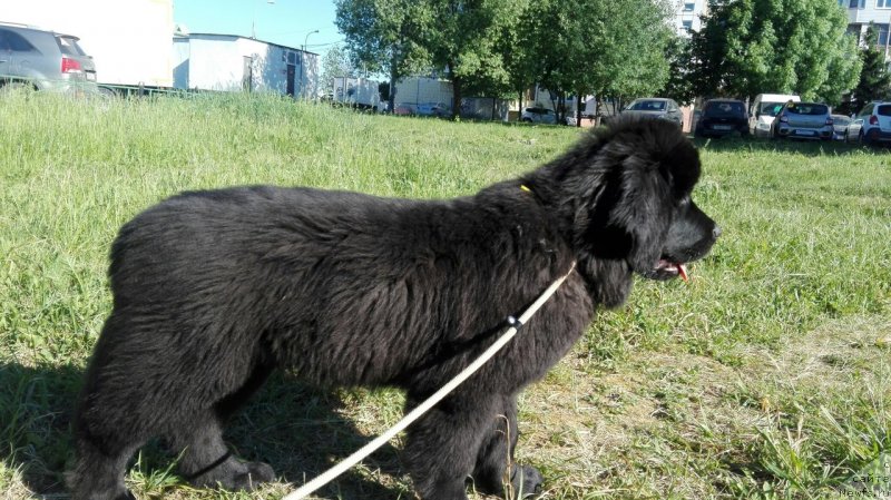 Фото: ньюфаундленд Perl of Sia Dips Jizel' (Перл оф Сиа Дипс Жизель)