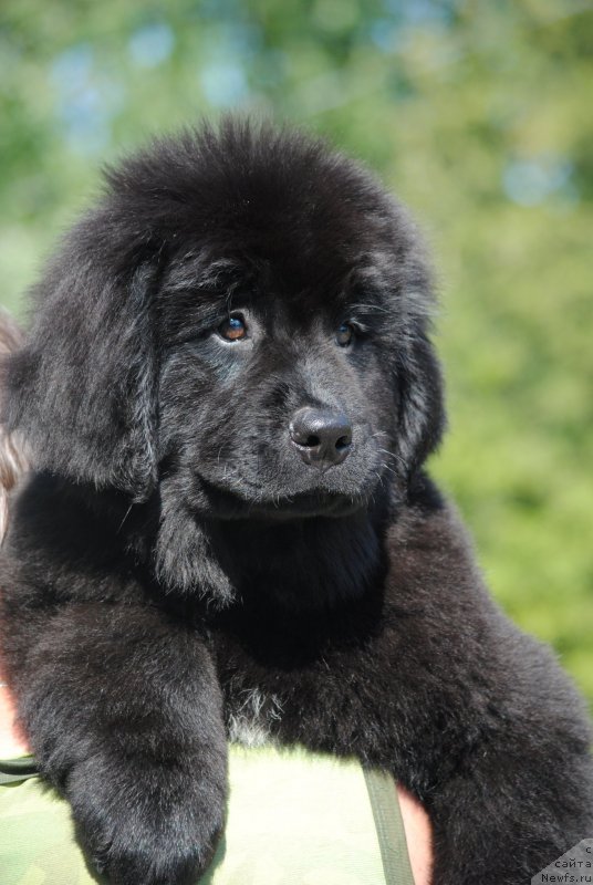 Фото: ньюфаундленд Moya Stihiya Riorita (Моя Стихия Риорита)