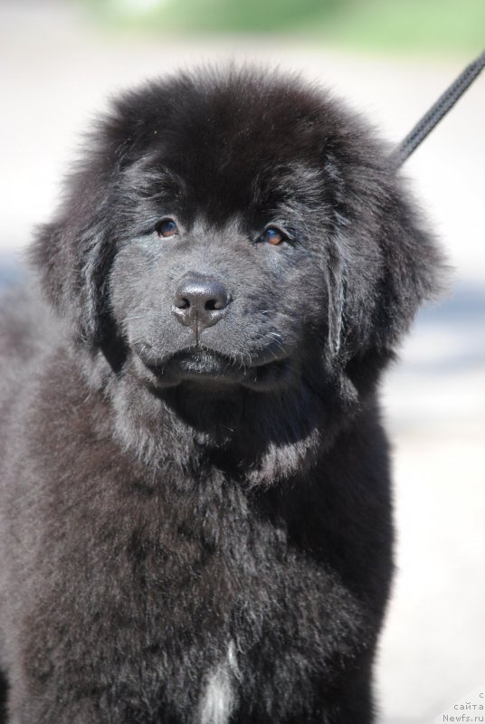 Фото: ньюфаундленд Moya Stihiya Riorita (Моя Стихия Риорита)