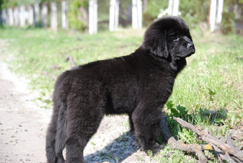 Фото: ньюфаундленд Moya Stihiya Riorita (Моя Стихия Риорита)