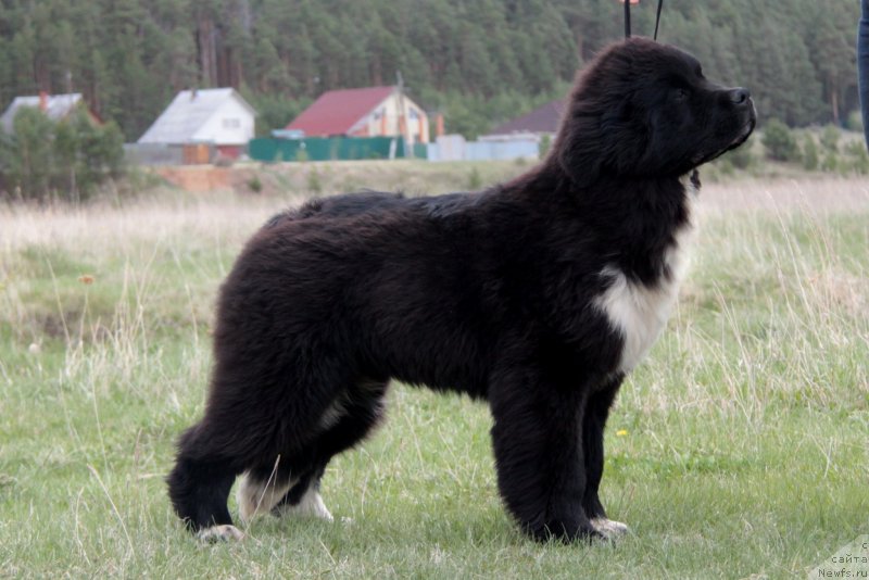 Фото: ньюфаундленд Akvian Song Felichita (Аквиан Сонг Феличита)