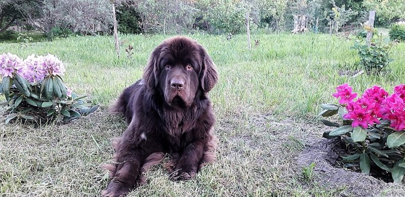 Фото: ньюфаундленд Brownblood MSK Alpina Guardian Soul (Браунблад МСК Альпина Гуардиан Соул)