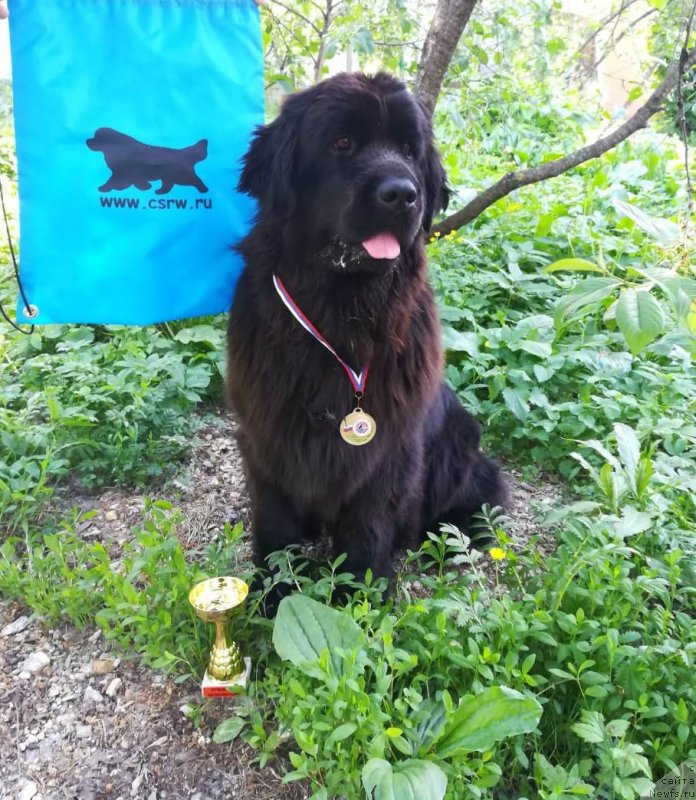 Фото: ньюфаундленд May Frend Newfy Lavender Palm (Май Френд Ньюфи Лавендэ Палм)