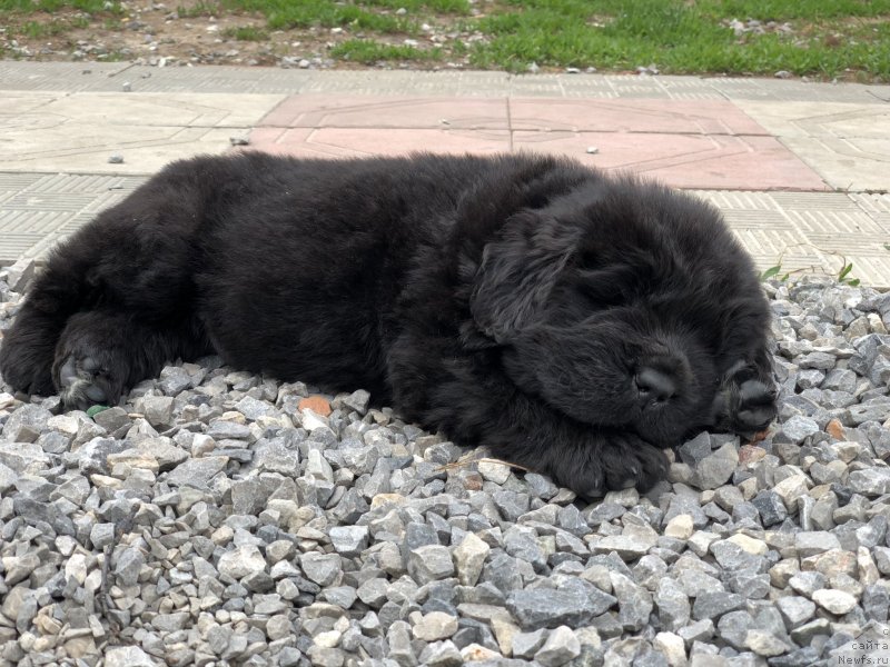 Фото: ньюфаундленд Aquatoriya Kelvin Zheneral (Акватория Келвин Женераль)