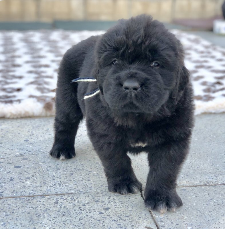 Фото: ньюфаундленд Aquatoriya Kelvin Zheneral (Акватория Келвин Женераль)