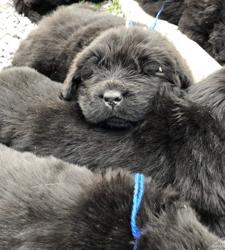 Фото: ньюфаундленд Aquatoriya Kelvin Zheneral (Акватория Келвин Женераль)