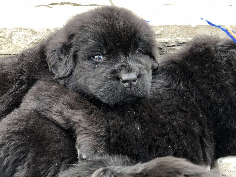 Фото: ньюфаундленд Aquatoriya Kelvin Zheneral (Акватория Келвин Женераль)