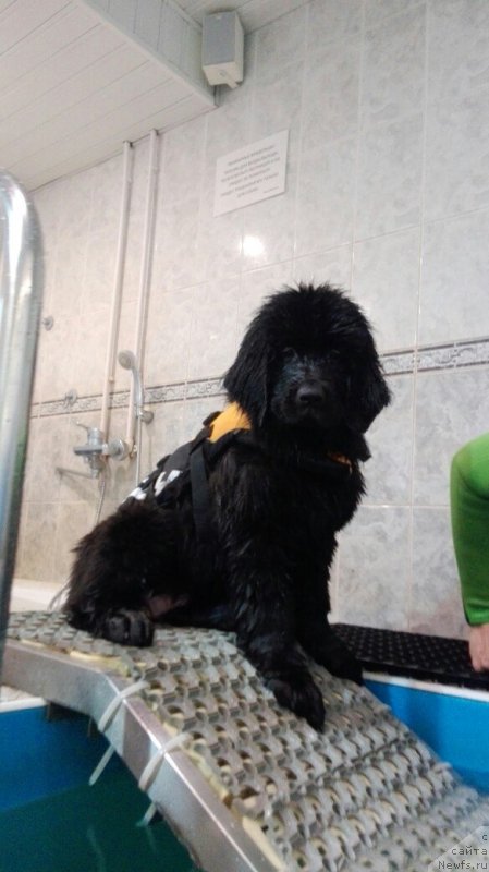 Фото: ньюфаундленд Perl of Sia Dips Jizel' (Перл оф Сиа Дипс Жизель)