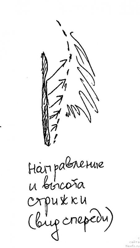 Фотография № 236079