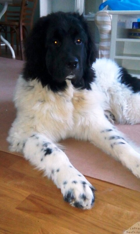 Фото: YUliya Volkova (Юлия Волкова)