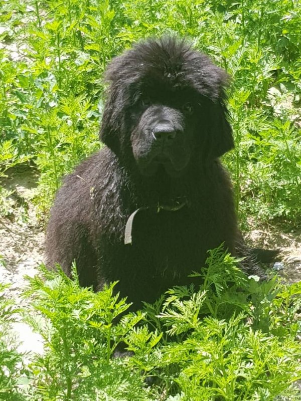 Фото: ньюфаундленд Super Premium YAnje (Супер Премиум Янже)