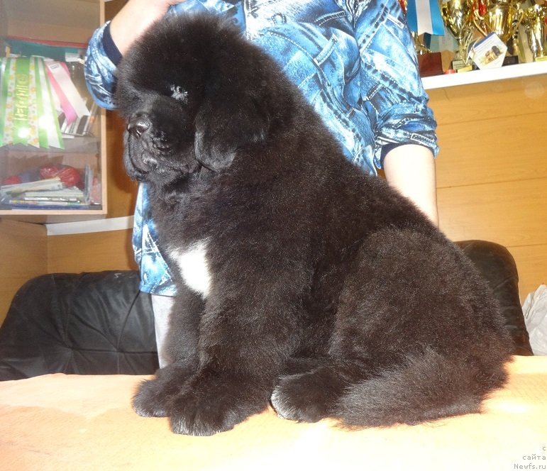 Фото: НЬЮФОРТ НикитА, ньюфаундленд Korolevich Elisey ot Sibirskogo Medvedya (Королевич Елисей от Сибирского Медведя)