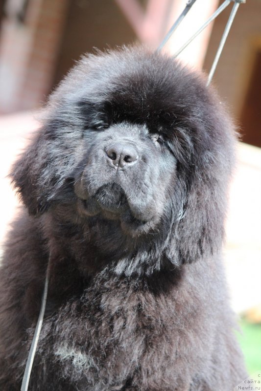 Фото: ньюфаундленд Super Premium YAshata no Oroti (Супер Премиум Яшата но Ороти)