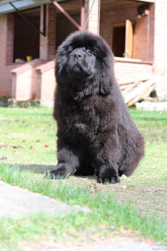 Фото: ньюфаундленд Super Premium YAshata no Oroti (Супер Премиум Яшата но Ороти)