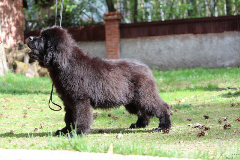 Фото: ньюфаундленд Super Premium YAshata no Oroti (Супер Премиум Яшата но Ороти)