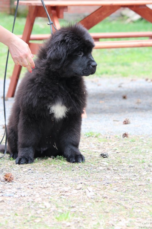Фото: ньюфаундленд Super Premium Yalta (Супер Премиум Ялта)